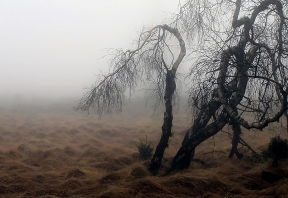 τοπίο, δέντρο, ομίχλη, Αυγή, ομίχλη, φύση, Χειμώνας, σύννεφο