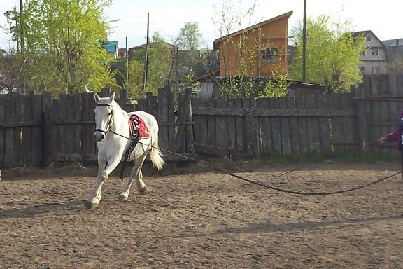 Mustang, vidéki, falu, fehér, állat, ló, lovasság, kerítés