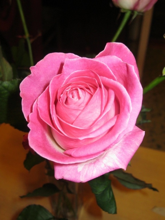бутон троянди, Пелюстка, рожевий, чагарник, завод, цвітіння, Кохання, Троянда