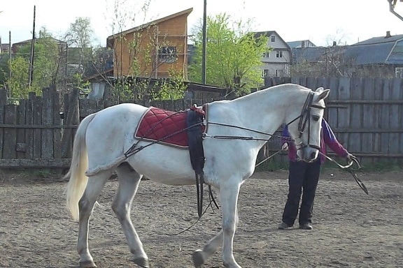 horse, ranch, stallion, trainer, training program, white, cavalry, farm