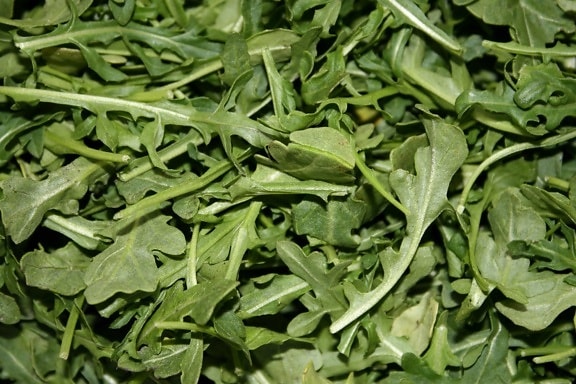 green leaf, salad, healthy, aromatic, vegetable, food, leaf, herb
