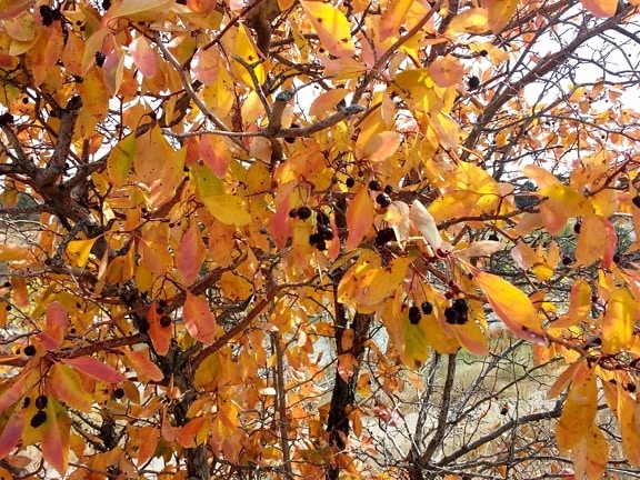 podzim, podzimní sezóna, větev, keř, strom, sezóny, závod, list