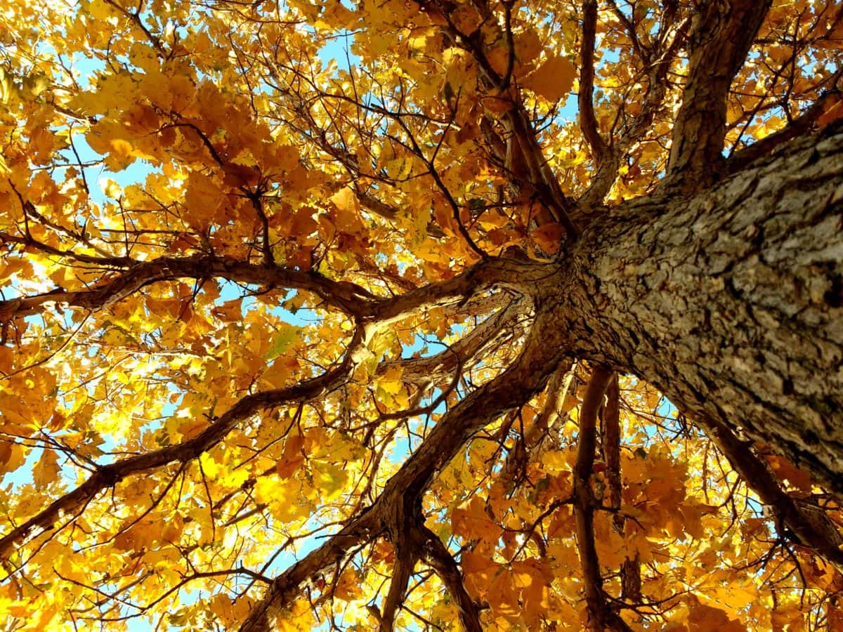 есенния сезон, кора, детайли, дърво, гора, парк, жълто, листа
