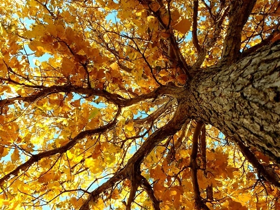 autumn season, bark, detail, tree, forest, park, yellow, leaves