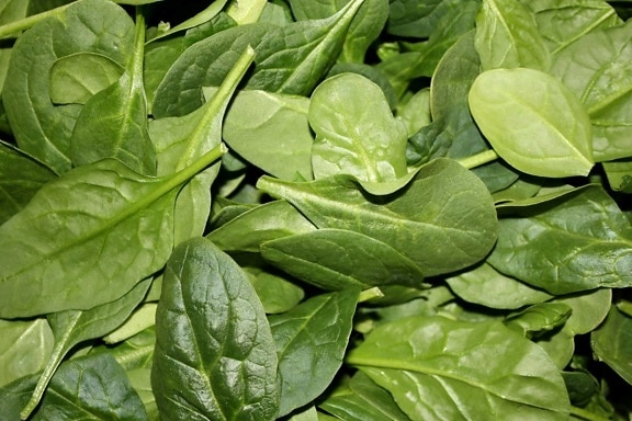 fresh, produce, leaf, spinach, vegetable, food, flora, healthy