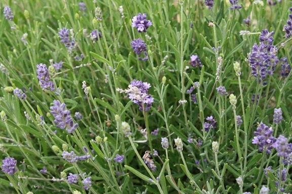 lavender, field, flower, perfume, shrub, plant, nature, flora