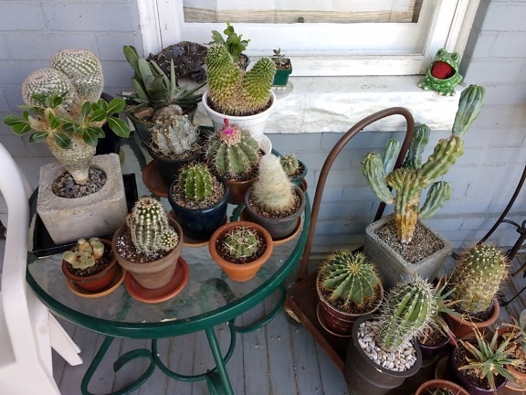kaktus, verandan, möbler, krukor, behållare, dekoration, blomma, flora