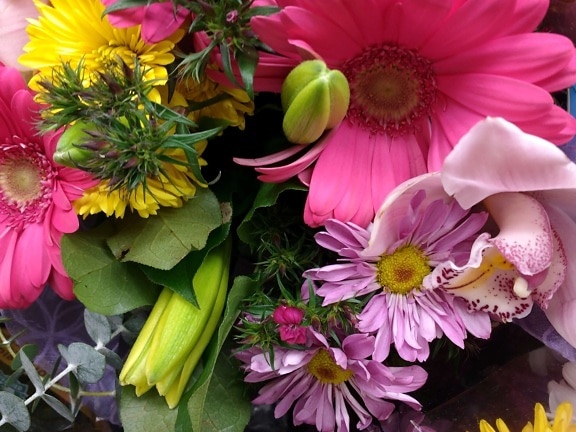 kytice, uspořádání, Flora, květiny, dekorace, Příroda, květ, okvětní lístek