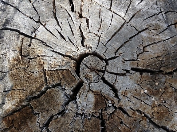 дърво, текстура, необработен, дървен материал, модел, кора, дупка, сухо