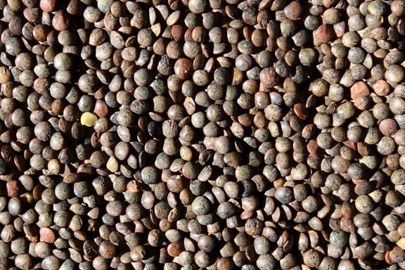 kernel, lote, seca, vegetal, comida, lentilha, pilha, sementes
