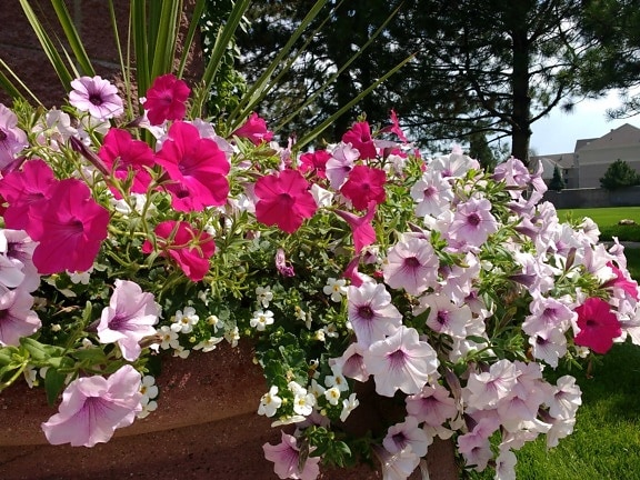 공장, 꽃, 핑크, 관목, 플로 라, Rhododendron ponticum, 정원, 꽃