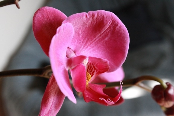 orchidej, růžová, keř, závod, květ, květ, okvětní lístek, fuchsiová