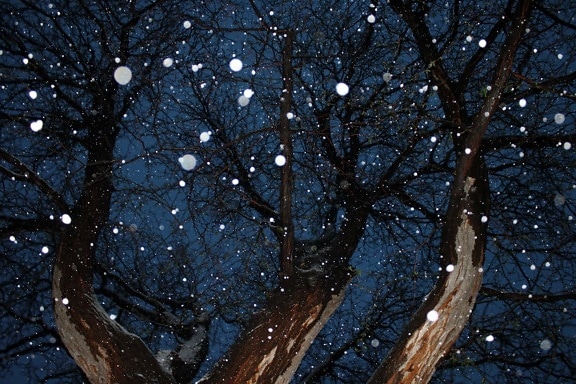 Winter, bos, boom, bomen, sneeuw, natuur, landschap, hout