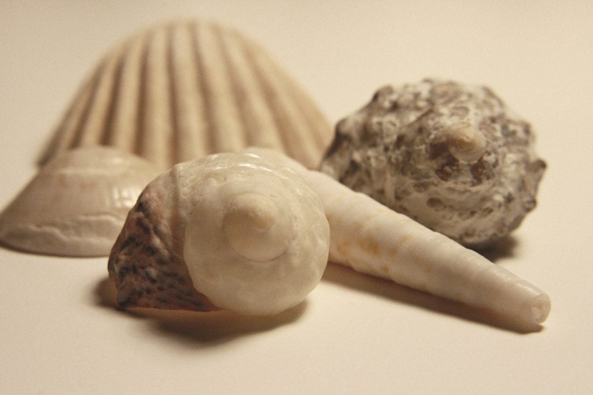 Seashell, cibo, conchiglia, natura morta, avvicinamento, frutti di mare, natura, Conch