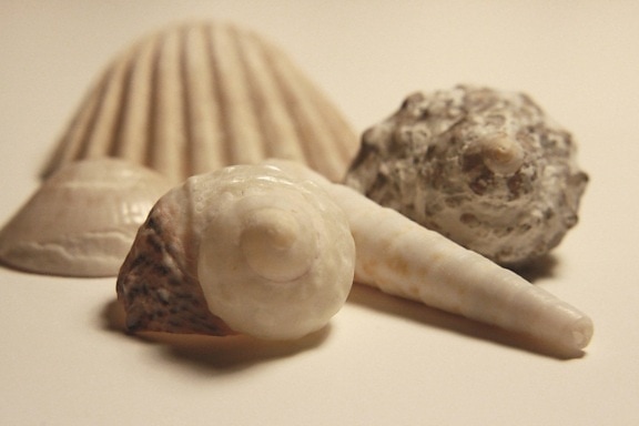 Seashell, alimentos, cáscara, naturaleza muerta, de cerca, mariscos, naturaleza, caracol
