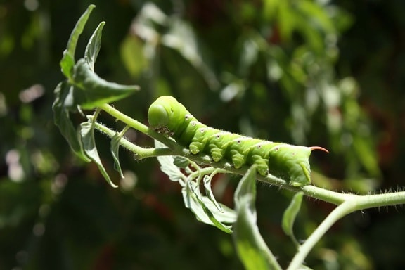 caterpillar, leaf, nature, insect, flora, outdoors, growth, food