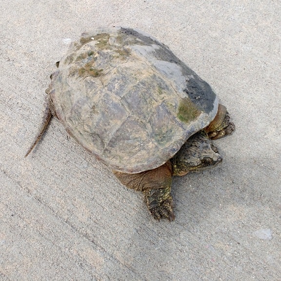 tortoise, Malaclemys terrapin, turtle, reptile, shell, nature, Terrapene carolina bauri, wildlife