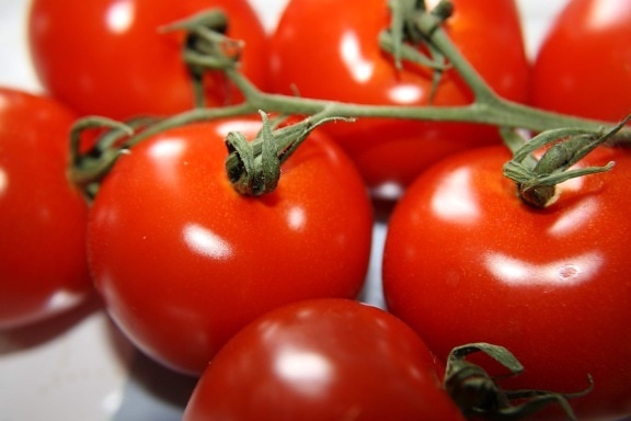 pomidory, pomidor, zdrowe, rosną, jedzenie, zioło, wegetariańskie, warzyw