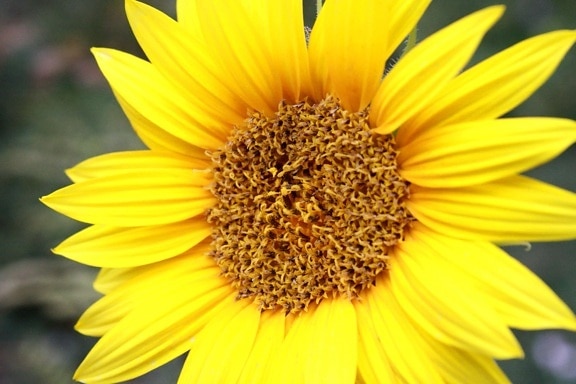 лято, цвят, венчелистче, цвете, слънчоглед, природата, растителна, жълто