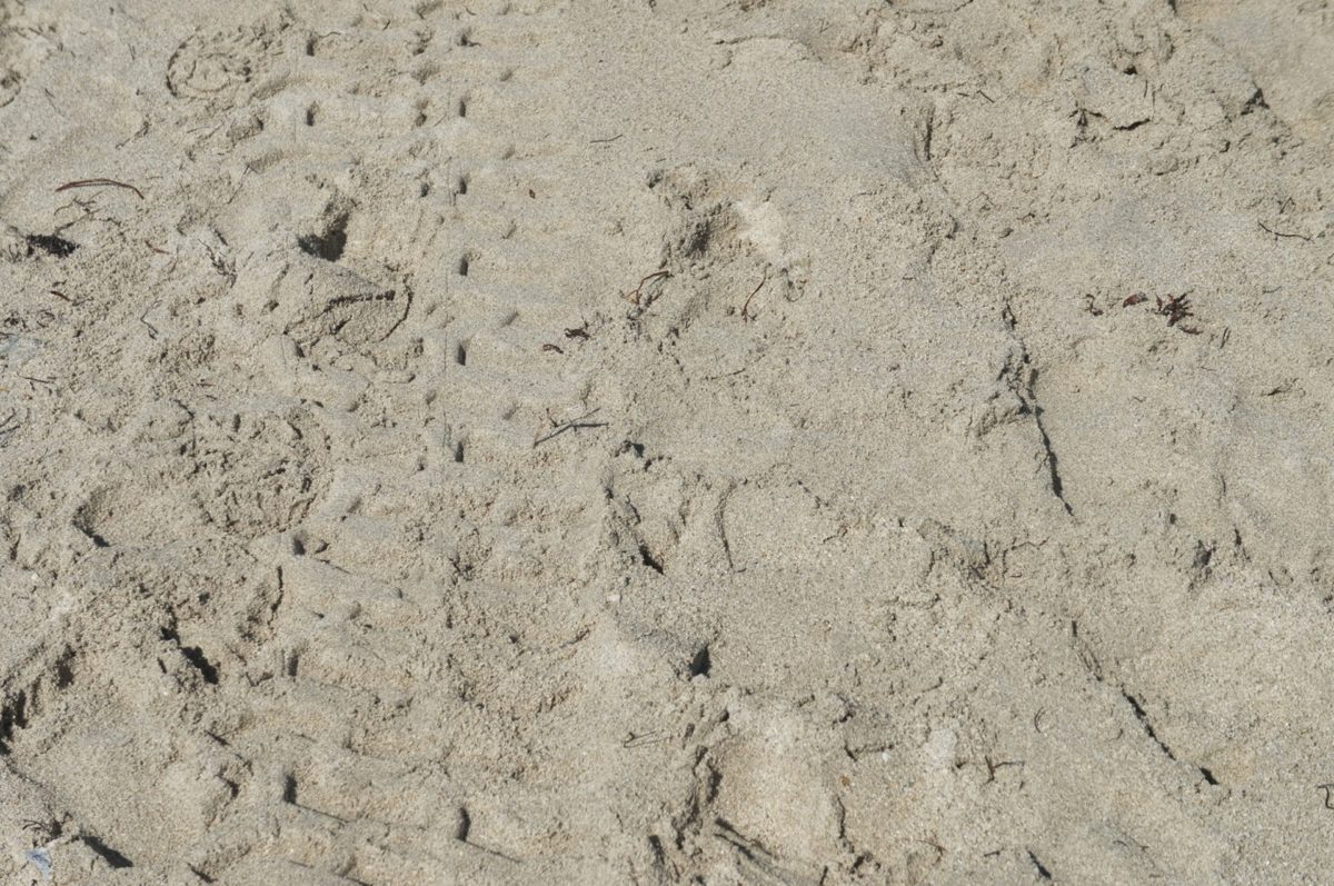 brown, footstep, light brown, outdoor, sand, pattern, surface, texture
