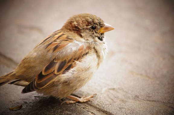 sparrow, animal, vertebrate, wild, feather, beak, bird, wildlife