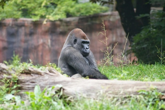 gorilla, primate, monkey, wild, ape, wildlife, nature, zoo