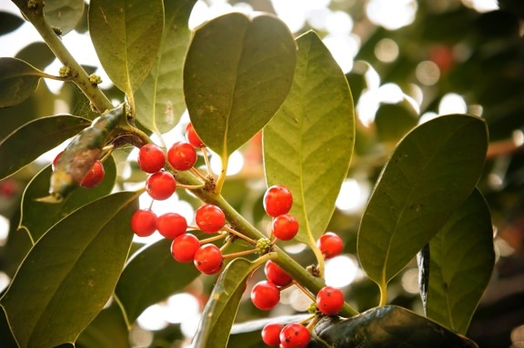 shrub, leaf, branch, plant, holly, tree, nature, color