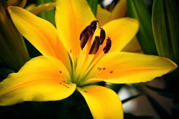 κρίνος, ύπερο, γύρη, κίτρινο, χλωρίδα, φύση, φυτό, λουλούδι