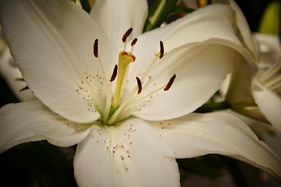 雌蕊, 花粉, 白色, 盛开, 莉莉, 花, 开花, 花