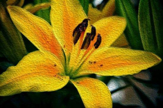 fine arts, lily, oil painting, herb, nature, flora, color, bright