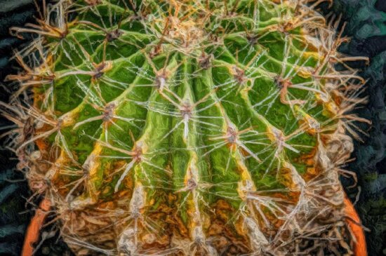 photomontage, spike, sharp, desert, succulent, nature, cactus, flora