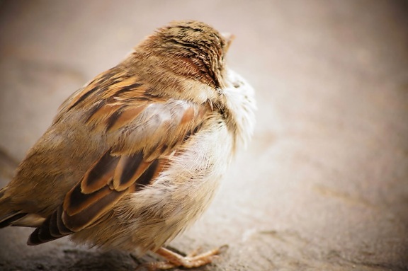 sparrow, animal, avian, beak, bird, blur, brown, cute