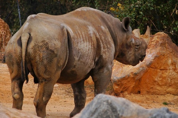 Africa, horn, rhinoceros, wildlife, safari, wild, nature, animal