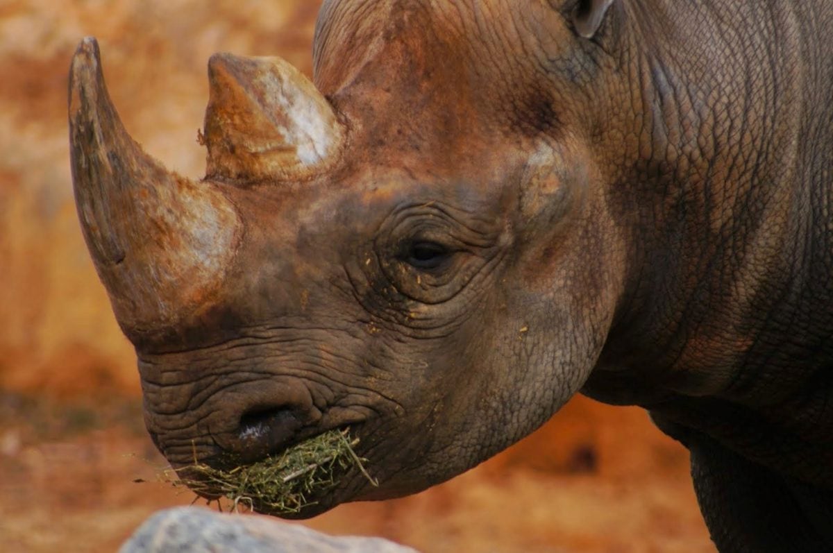 horn, skin, wildlife, wild, safari, rhinoceros, placental, nature