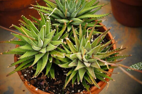 detail, flowerpot, cactus, plant, pot, succulent, Aloe vera, flora