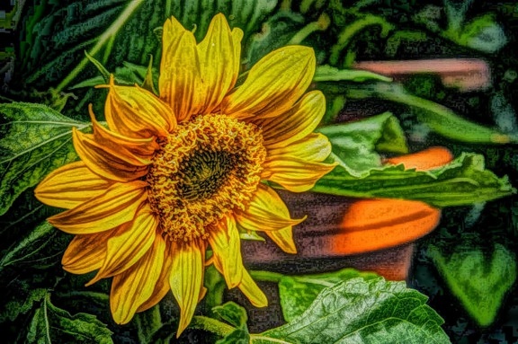 seni rupa, lukisan cat minyak, photomontage, musim panas, bunga matahari, tanaman, kuning, alam