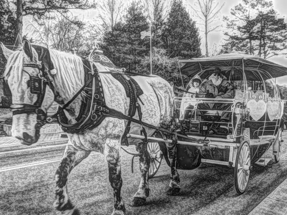 noir et blanc, cheval, monochrome, gens, wagon, transport, panier, véhicule