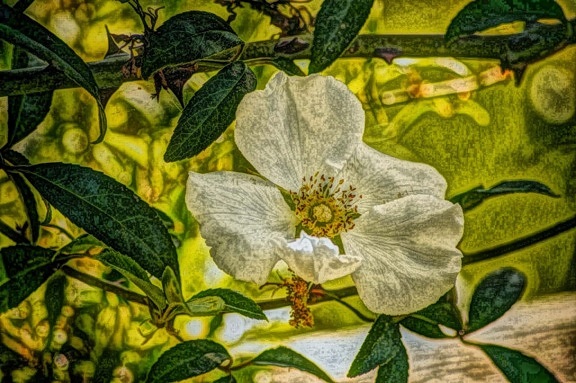 oil painting, photomontage, leaf, tree, nature, flora, flower, garden