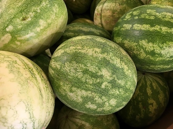 watermelon, produce, melon, vegetable, food, grow, nature, flora