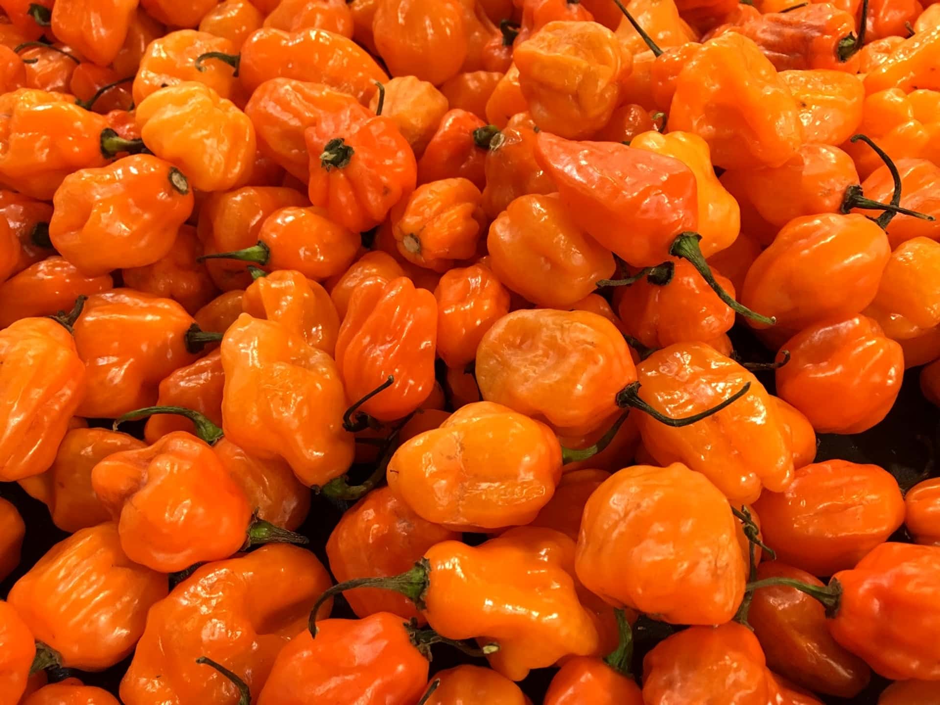 Pepper видео. Хабанеро красный. Хабанеро f1. Перец Хабанеро оранжевый. Сушеный перец Хабанеро.