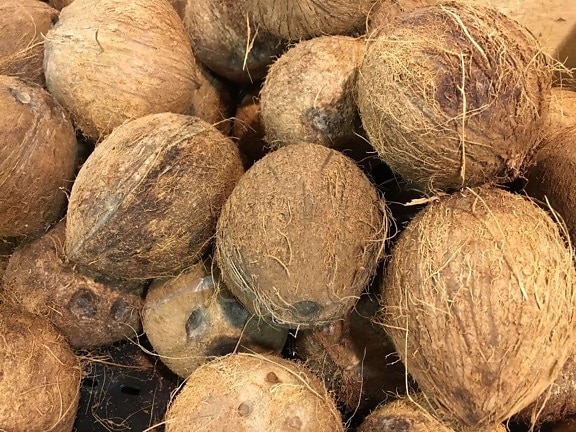 coconut, palm, food, fruit, seed, nutrition, nature, root