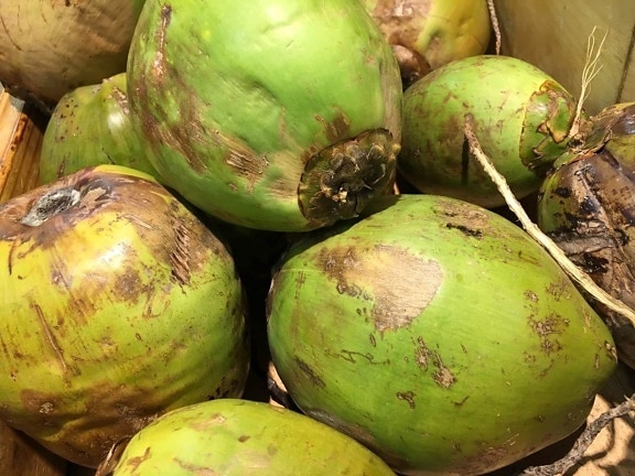 코코넛, 열 대, 과일, 루트, 야채, 음식, 성장, 이국적인
