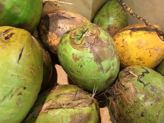 noix de coco, Agriculture, croître, à pied, exotique, fruits, en bonne santé, Tropical