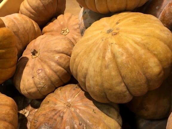 abóbora, colheita, pasto, ação de Graças, Outono, abóbora, comida, mercado