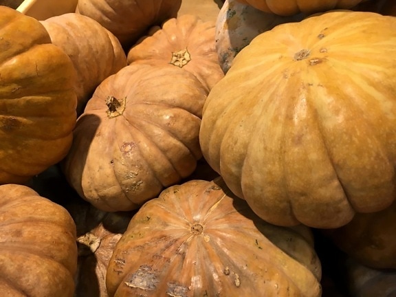 squash, oogst, pompoen, dankzegging, herfst, Halloween, voedsel, markt