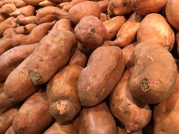 root, vegetable, sweet potato, produce, food, market, grow, farming