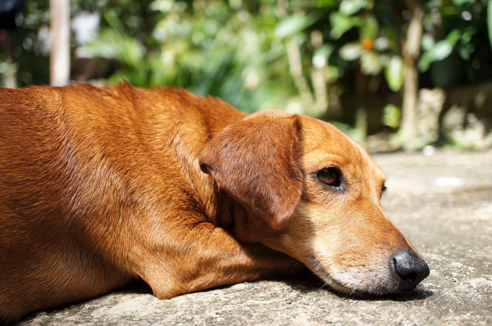 フリー写真画像 茶色 純血種 犬 かわいい 犬 動物 ペット 狩猟犬