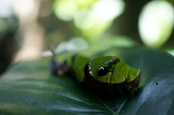 biology, caterpillar, green, green leaf, insect, larva, metamorphosis, plant