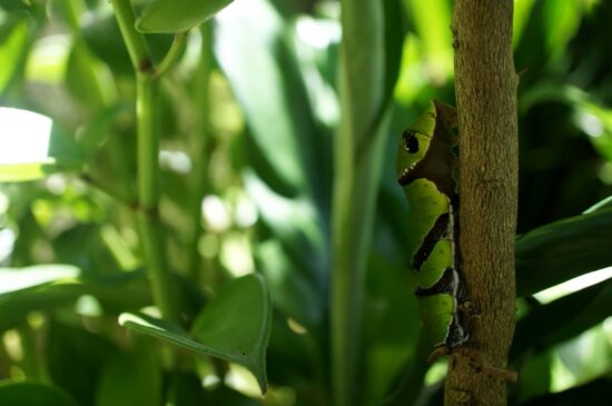 caterpillar, exotic, green leaf, insect, larva, rainforest, tropic, plant