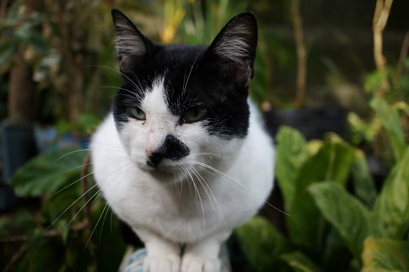 Черно и бяло, домашна котка, лицето, нос, мустак, домашни, сладък, котешки